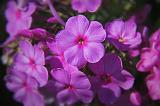 Pink Phlox_08031